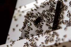 Close up of a stingless bee hive entrance covered in bees
