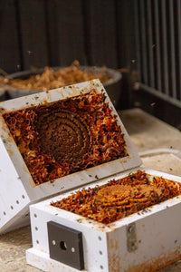 A stingless bee hive that has been split in two halves