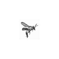 Stingless Bee Temporary Tattoos (15 Pieces) - Bayu Australia